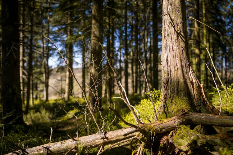 Nationalpark Schwarzwald: 12 tolle Aktivitäten & Sehenswürdigkeiten Nationalpark Schwarzwald