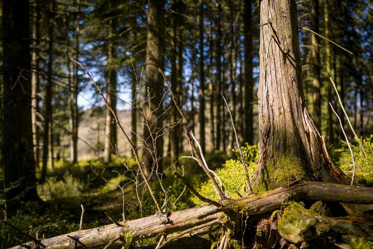 Nationalpark Schwarzwald: 12 tolle Aktivitäten & Sehenswürdigkeiten Nationalpark Schwarzwald